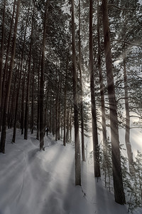 冬天的风景森林边缘的色森林冰霜中的阳光冬天风景森林冰霜中的阳光图片