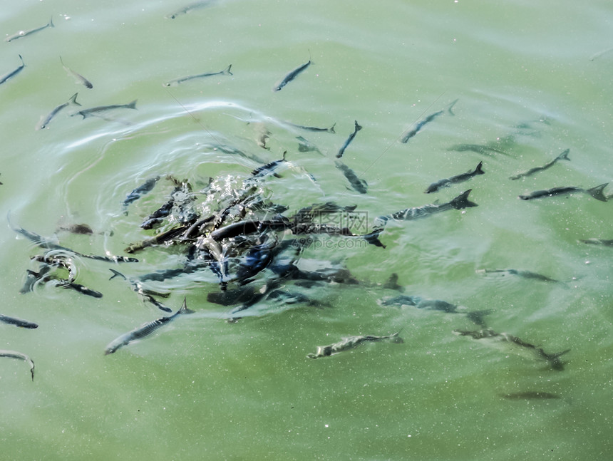 炸鱼攻击了食物在池塘里堆满了食物炸鱼攻击了食物在池塘里堆满了食物图片