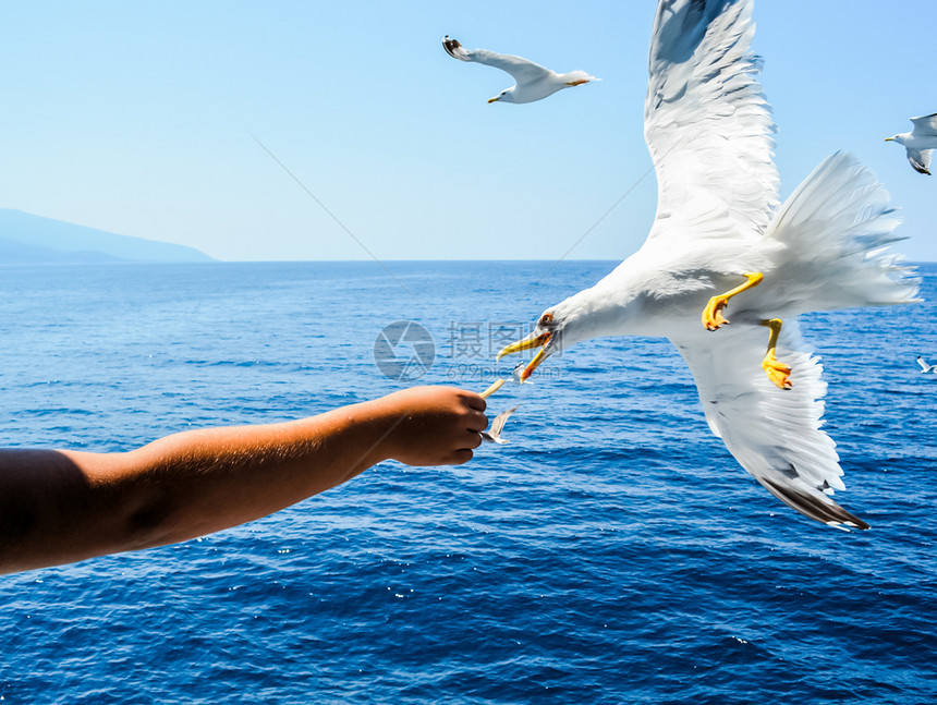海鸥在空中飞空中飞中飞从手进食在中觅食从手进图片