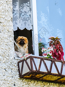 小狗站在窗口图片