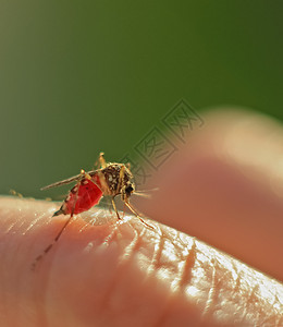 蚊子坐在人的皮肤上喝血蚊子图片