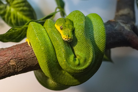蛇绿色热带蛇外来热带背景