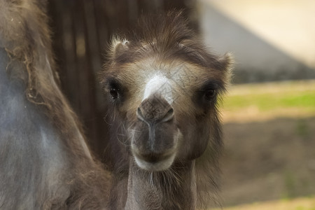 动物园里的骆驼骆驼特写动物园里的骆驼骆驼特写动物园里的骆驼骆驼特写图片