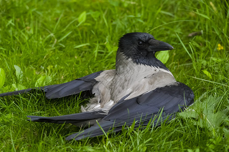 草地上的乌鸦乌鸦食腐动物草地上的乌鸦高清图片