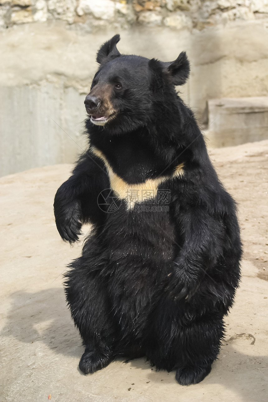 喜马拉雅黑熊棕熊的近亲喜马拉雅黑熊棕熊的近亲喜马拉雅黑熊棕熊的近亲图片