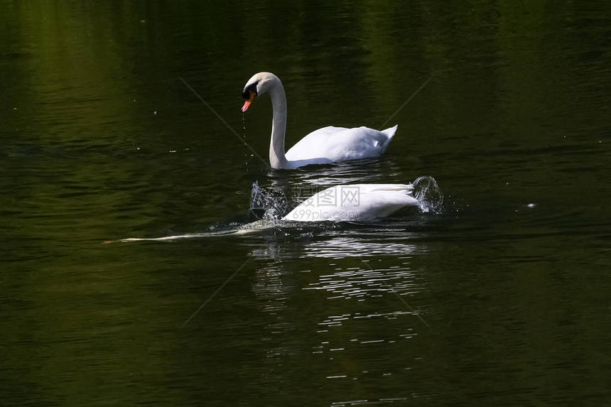 白天鹅在池塘里白天鹅在池塘里游泳图片