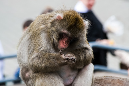 动物园的麦卡克猴子灵长类动物图片