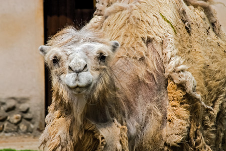 动物园里的骆驼骆驼特写动物园里的骆驼骆驼特写动物园里的骆驼骆驼特写图片