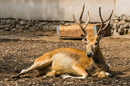 动物园的角鹿在休息动物园的角鹿在休息图片