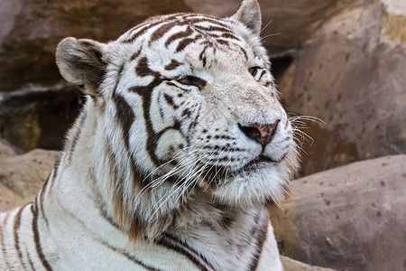 动物园白老虎头关上动物园白老虎背景图片