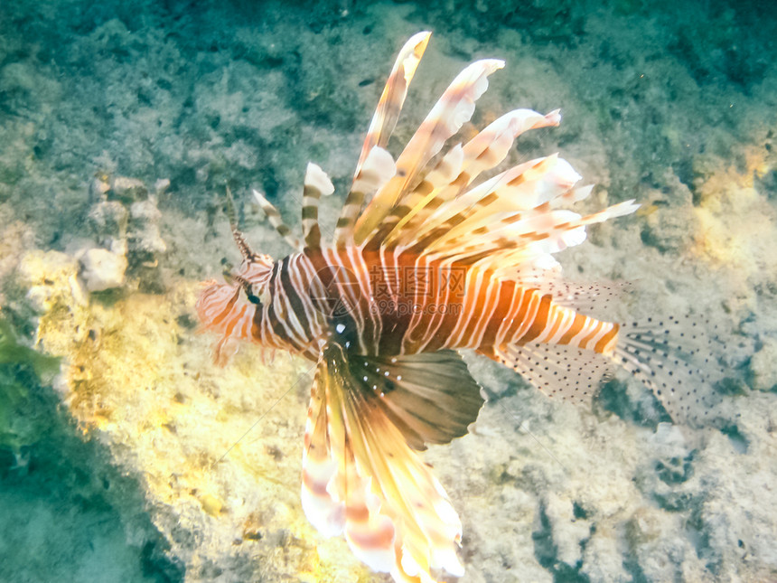 鱼在珊瑚礁上游红海的水下世界图片