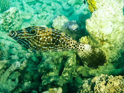 子系统鱼在珊瑚礁上游红海的水下世界背景