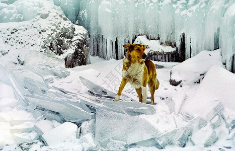 贝加尔和狗一起走羊在冰雪中图片