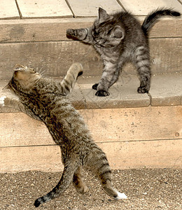 两只条纹猫打架家游戏两只条纹猫打架高清图片