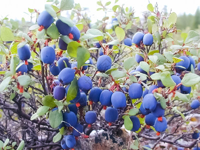 灌木上的蓝莓灌木上的蓝莓灌木上的蓝莓图片