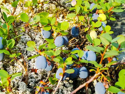 灌木上的蓝莓灌木上的蓝莓灌木上的蓝莓图片