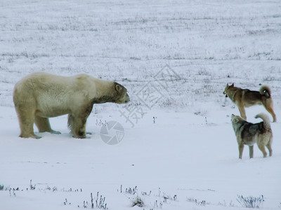 雪犬科动物熊来到了研究站狗在北极熊旁边叫并试图摆脱它背景