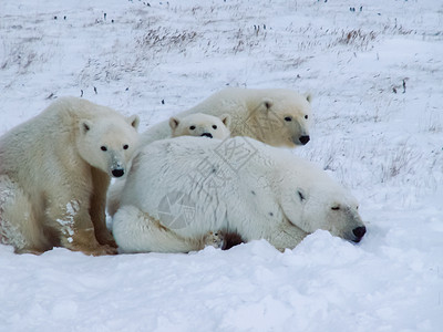 巴法力亚熊兰格尔岛上的北极熊家族兰格尔岛上的北极熊家族兰格尔岛上的北极熊家族背景