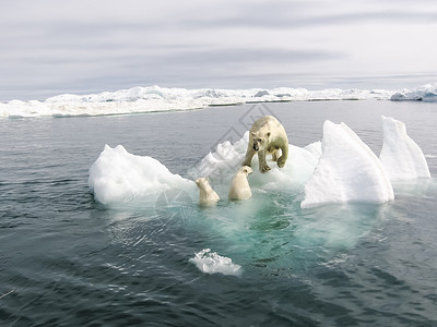 水熊北极的北极熊水中的熊北极熊背景