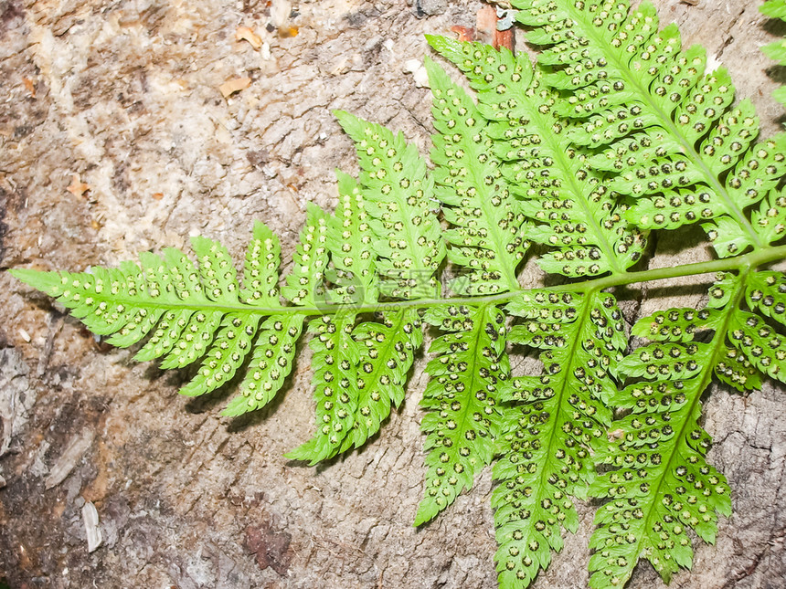 蕨类植物叶草本植物蕨类蕨类植物叶草本植物蕨类蕨类植物叶草本植物蕨类图片