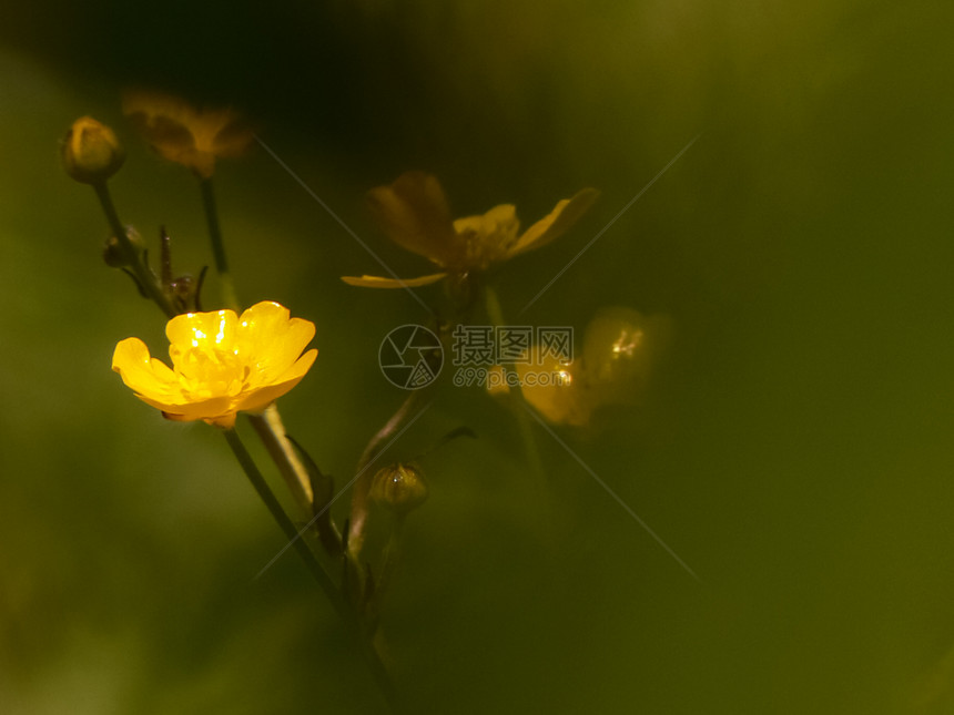 花草美丽的花草花草美丽的花草花草美丽的花草图片