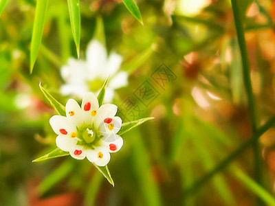 花草美丽的花草花草美丽的花草花草美丽的花草图片