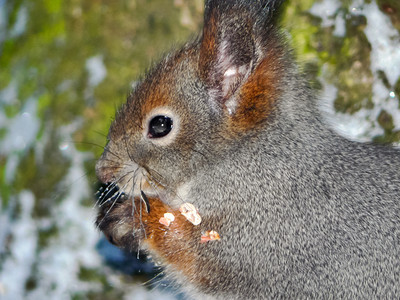 寻找最爱吃的你冬天森林里的松鼠在找食物冬天森林里的松鼠在找食物冬天森林里的松鼠正在寻找食物背景