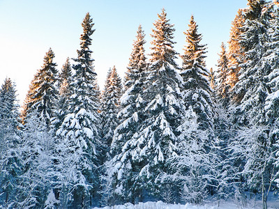 雪中的冬季森林天的大自然美丽冬天季森林图片