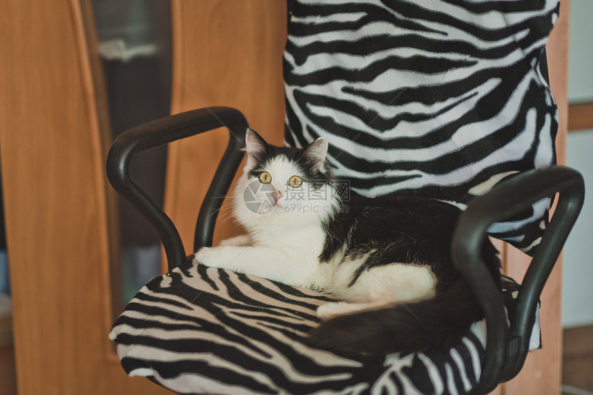 猫拿了主椅毛猫在条纹的椅子上934图片