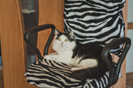 猫拿了主椅毛猫在条纹的椅子上934高清图片
