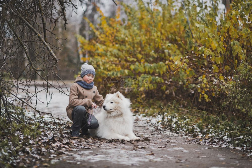 带着狗种走的男孩是Samoyed图片