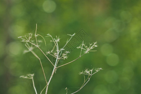 留在罗兹利森尼种子伞植物之后图片