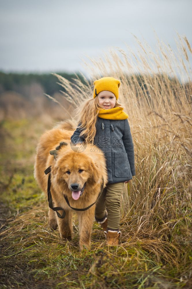 这名女孩领着大条红沙吉狗在秋季小麦田975带狗散步图片