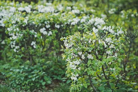 圆形灌木开花的白图片