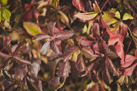 树叶上自然的秋色8130图片