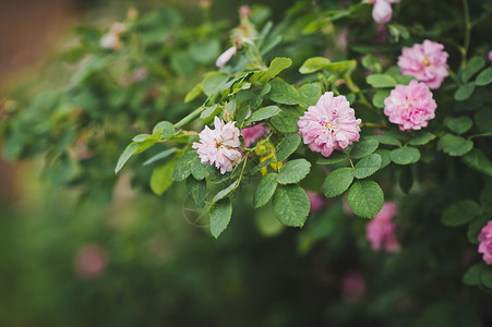 鲜花树和粉红球形的花朵圆在灌木上817图片