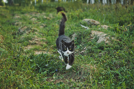黑白猫穿过815草地背景图片