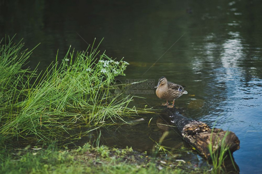 Widgeon在池塘里休息鸭子在池塘里8407图片