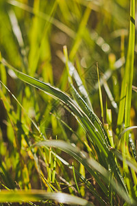 绿草和露水的在太阳下闪耀843图片