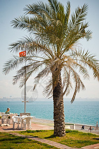 一只棕榈树站在海边滩上的棕榈树8341图片