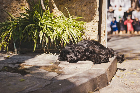 疲惫的太阳狗在860路的热天休息图片