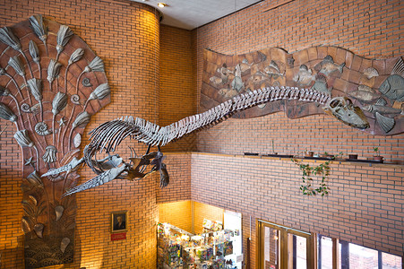 莫斯科古生物学博馆水生蜥蜴的展出水生蜥蜴8134型巨水生蜥蜴图片