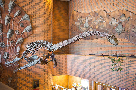 莫斯科古生物学博馆水生蜥蜴的展出图片