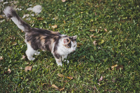 草地上的长尾三色猫图片