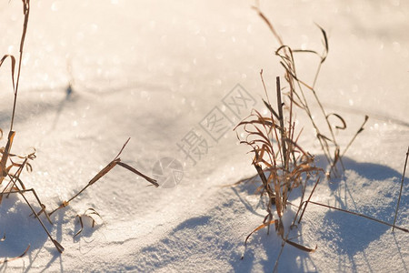 雪下最后几年的草从雪下枯萎的草覆盖830图片