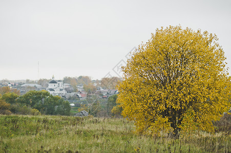 美丽的秋天风景一棵树圆冠穿着黄色叶子794图片