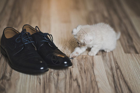 小猫咪用鞋子在地上玩白猫用鞋7436图片