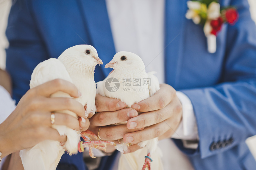 两只白雪鸽在新婚夫妇手中7854图片