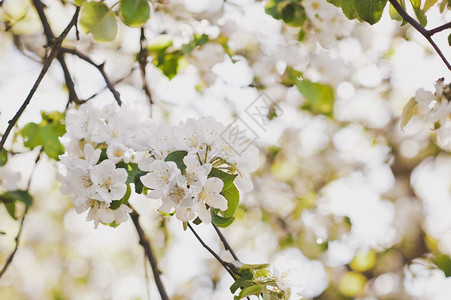 春樱桃树的辉煌之鲜花樱桃的枝布什67图片