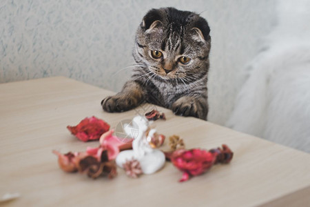 一只耳朵短的猫看着桌子一只耳朵长着的猫图片